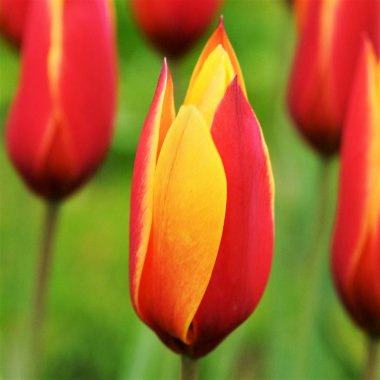 Tulip Clusiana Chrysantha