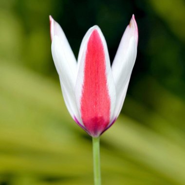 Tulip Clusiana Lady Jane