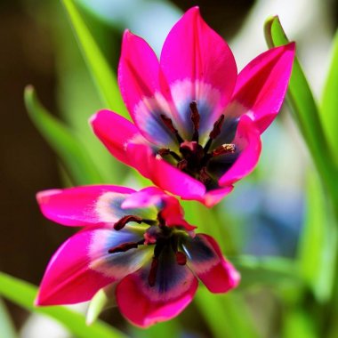 Tulip Little Beauty