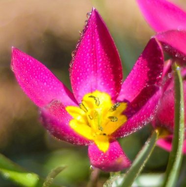 Tulip Pulchella Violacea