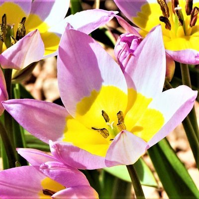 Tulip Saxatilis