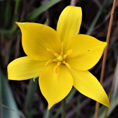 Tulip Sylvestris