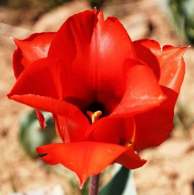 Tulip Tangerine Beauty