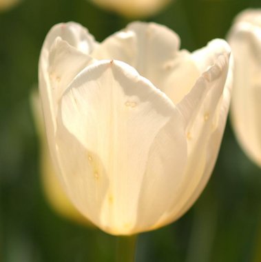 Tulip Francoise