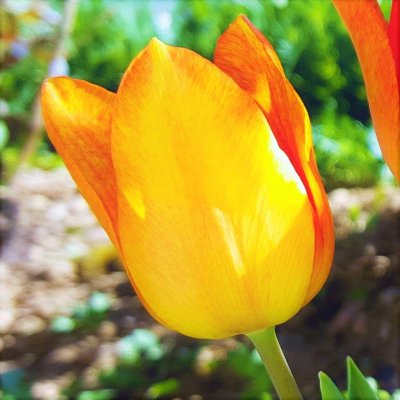 Tulip Daydream