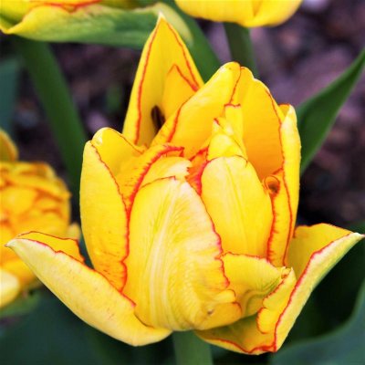 Tulip Aquilla