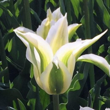 Tulip Green Star