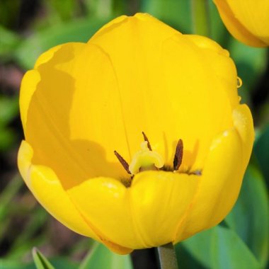 Tulip Kikomachi