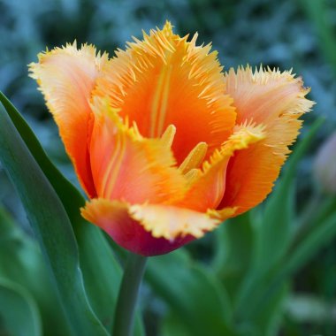 Tulip Lambada (Fringed)