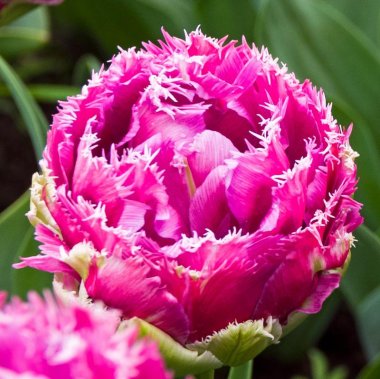 Tulip Mascotte (Fringed)
