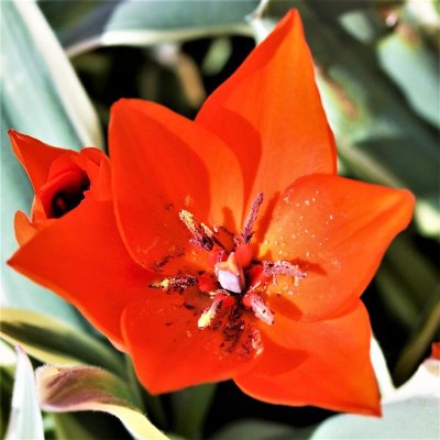 Tulip Praestans Unicum