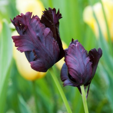 Tulip Black Parrot