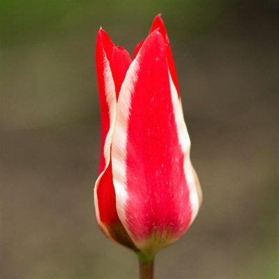 Tulip Pinocchio