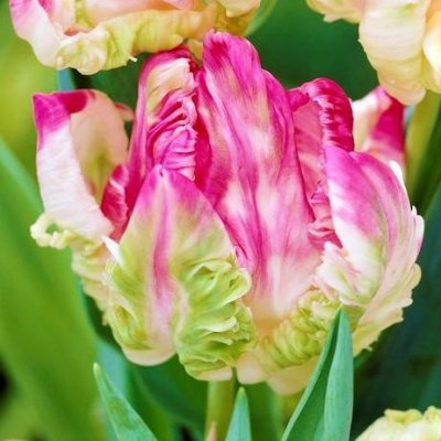 Tulip Webers Parrot