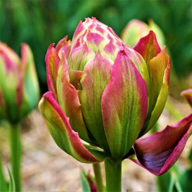 Tulip Boa Vista
