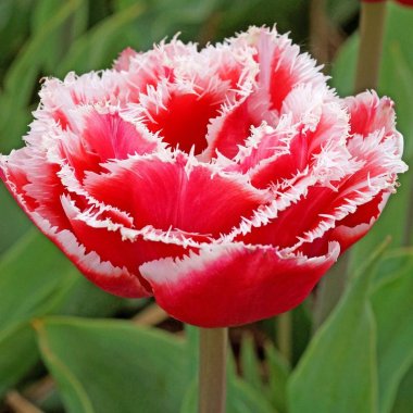 Tulip Brest (Fringed)