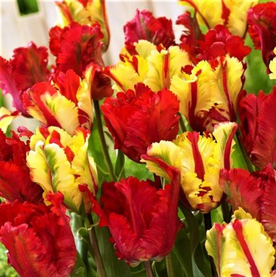 Tulip Flaming Fire Mix