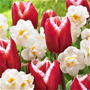 Spring Romance Tulip & Daffodil Blend