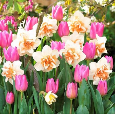 Evening Breeze Tulip & Daffodil Blend