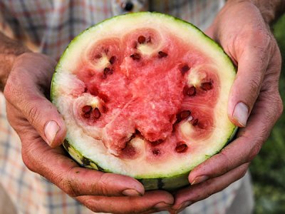 Beni Kodama Watermelon Seeds