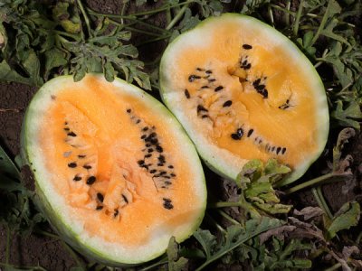 Desert King Watermelon Seeds