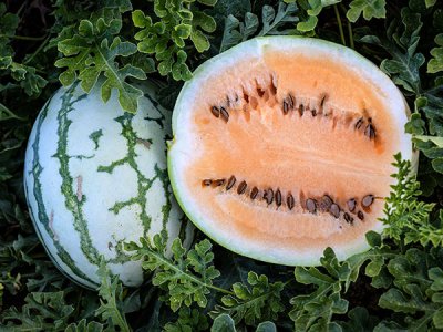 Clay County Yellow Meat Watermelon Seeds