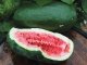 Art Combe's Ancient Watermelon Seeds