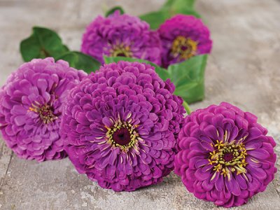 Purple Prince Zinnia Seeds